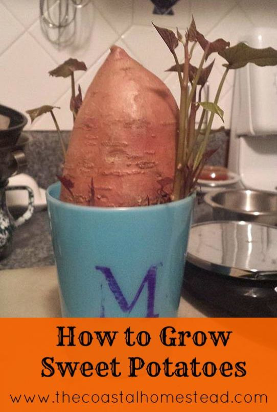 How To Grow Sweet Potato Slips
 How To Grow Sweet Potatoes In 5 Easy Steps My Homestead