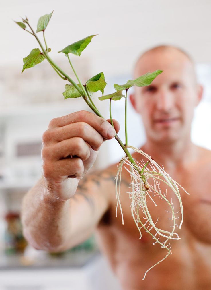 How To Grow Sweet Potato Slips
 1000 images about Growing Sweet Potatoes on Pinterest