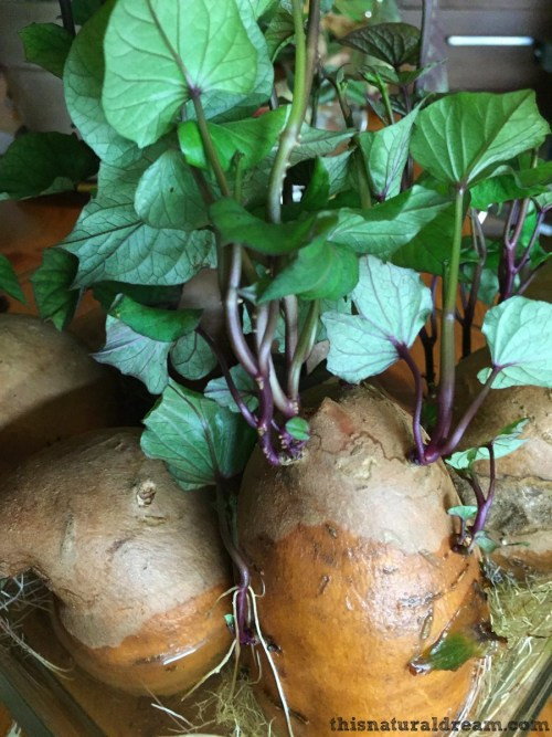 How To Grow Sweet Potato Slips
 how to grow sweet potato slips This Natural Dream