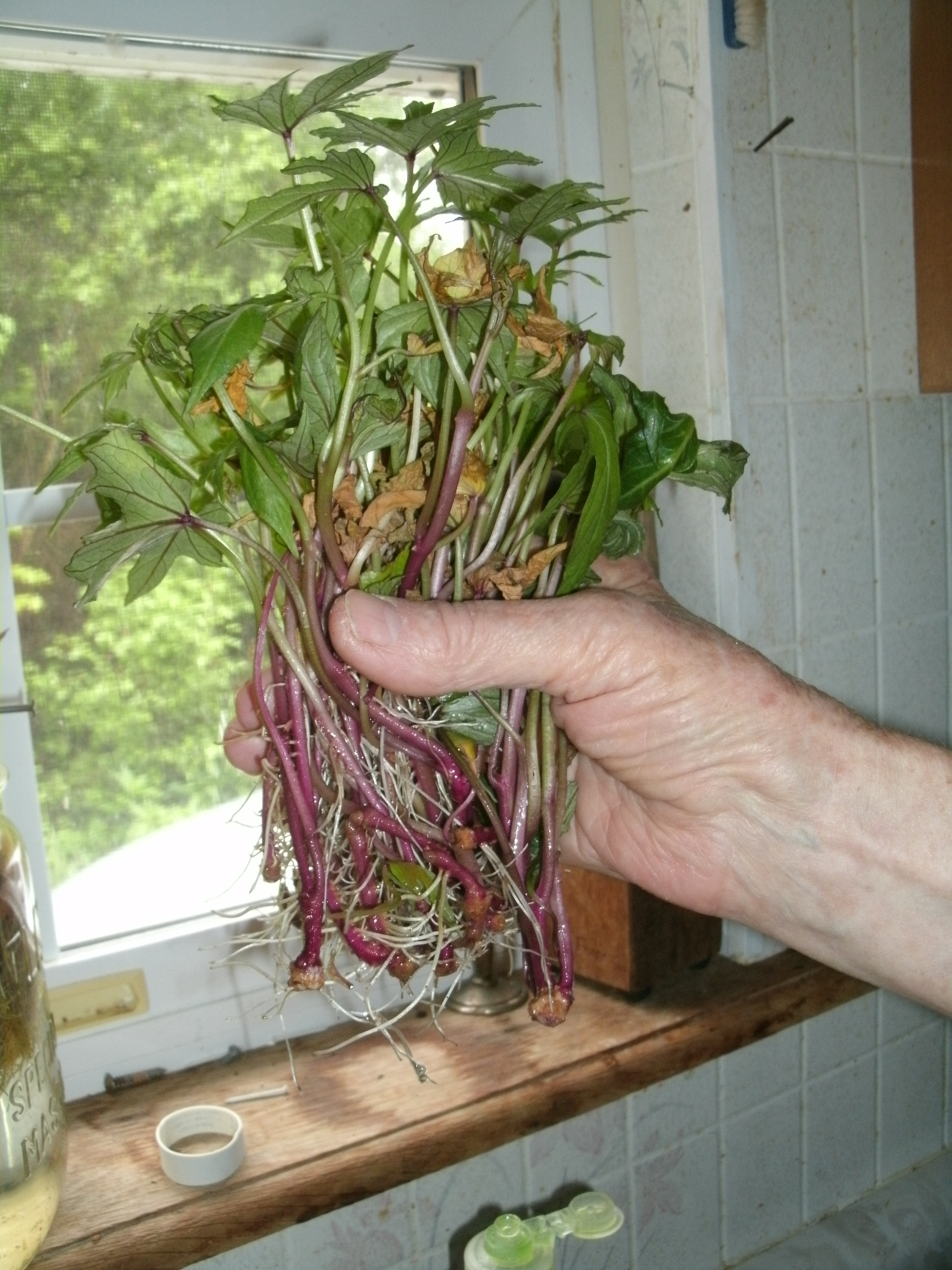 How To Grow Sweet Potato Slips
 Sweet Potato Garden FAIL that Tastes so Good