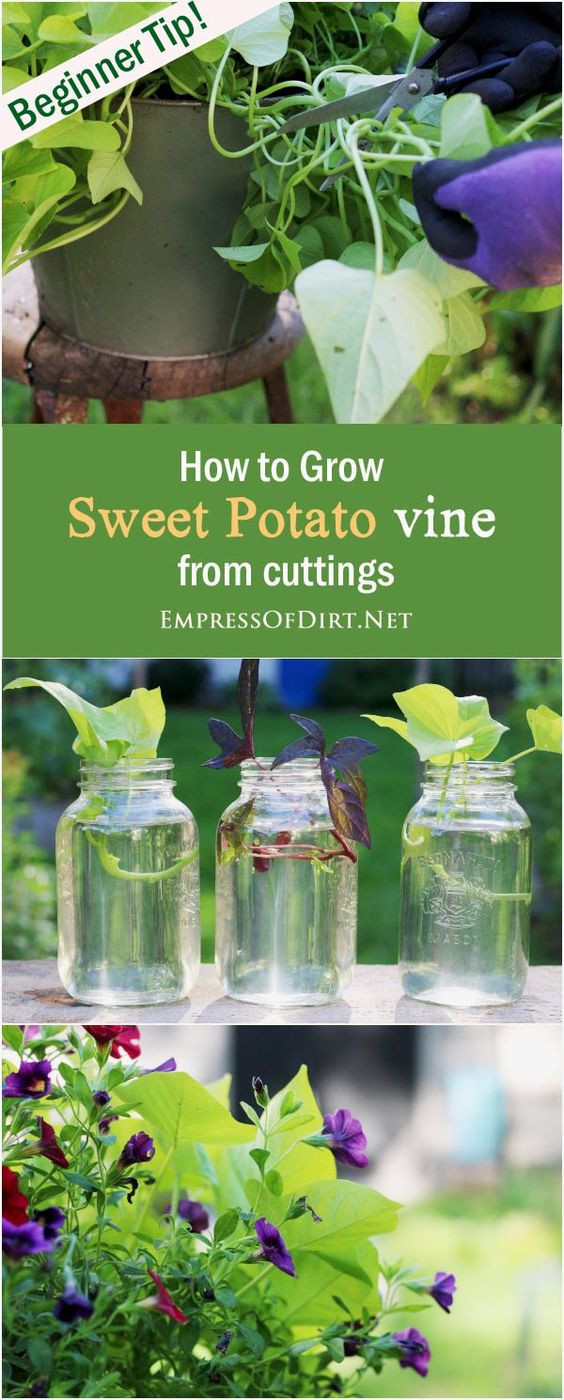 How To Grow Sweet Potato Vine
 How to Grow Sweet Potato Vine from Cuttings