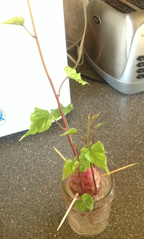 How To Grow Sweet Potato Vine
 How to grow a sweet potato vine from a sweet potato