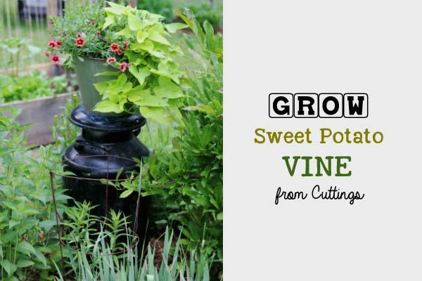 How To Grow Sweet Potato Vine
 17 best images about plants on Pinterest