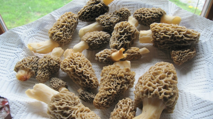 How To Store Morel Mushrooms
 Edible Wild Food Blog How to Find Morel Mushrooms