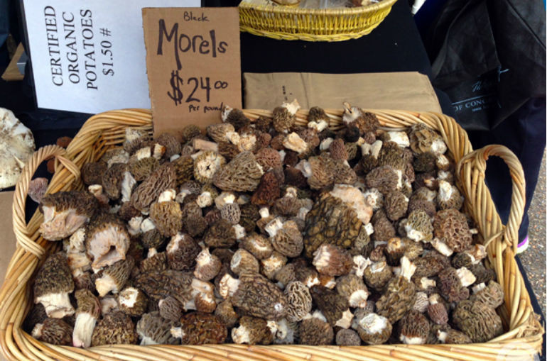 How To Store Morel Mushrooms
 How to Make Money f of the Morel Mushrooms You Found