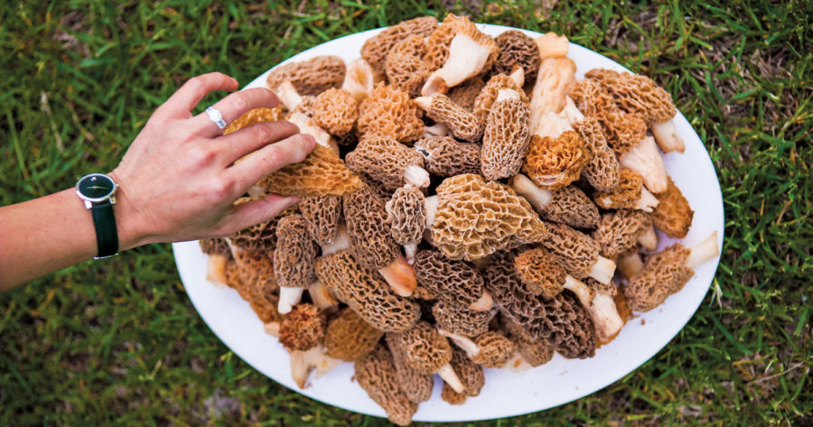 How To Store Morel Mushrooms
 Mushroom Care 101 How to Store Morels MyNorth