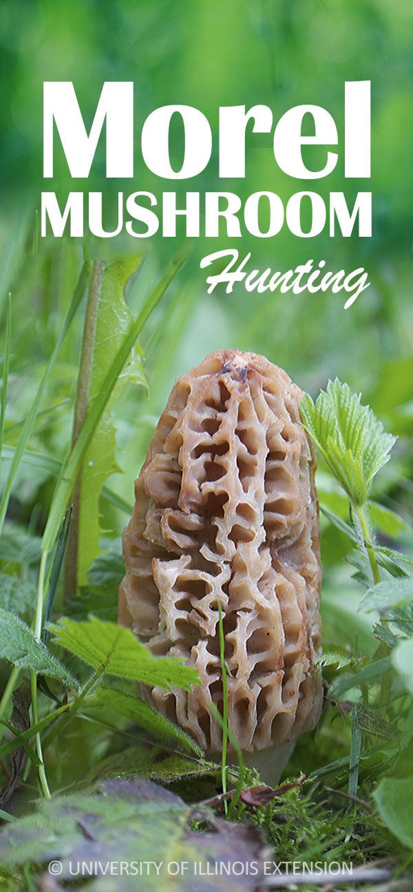 How To Store Morel Mushrooms
 1000 images about Edible Wild Plants Mushrooms on