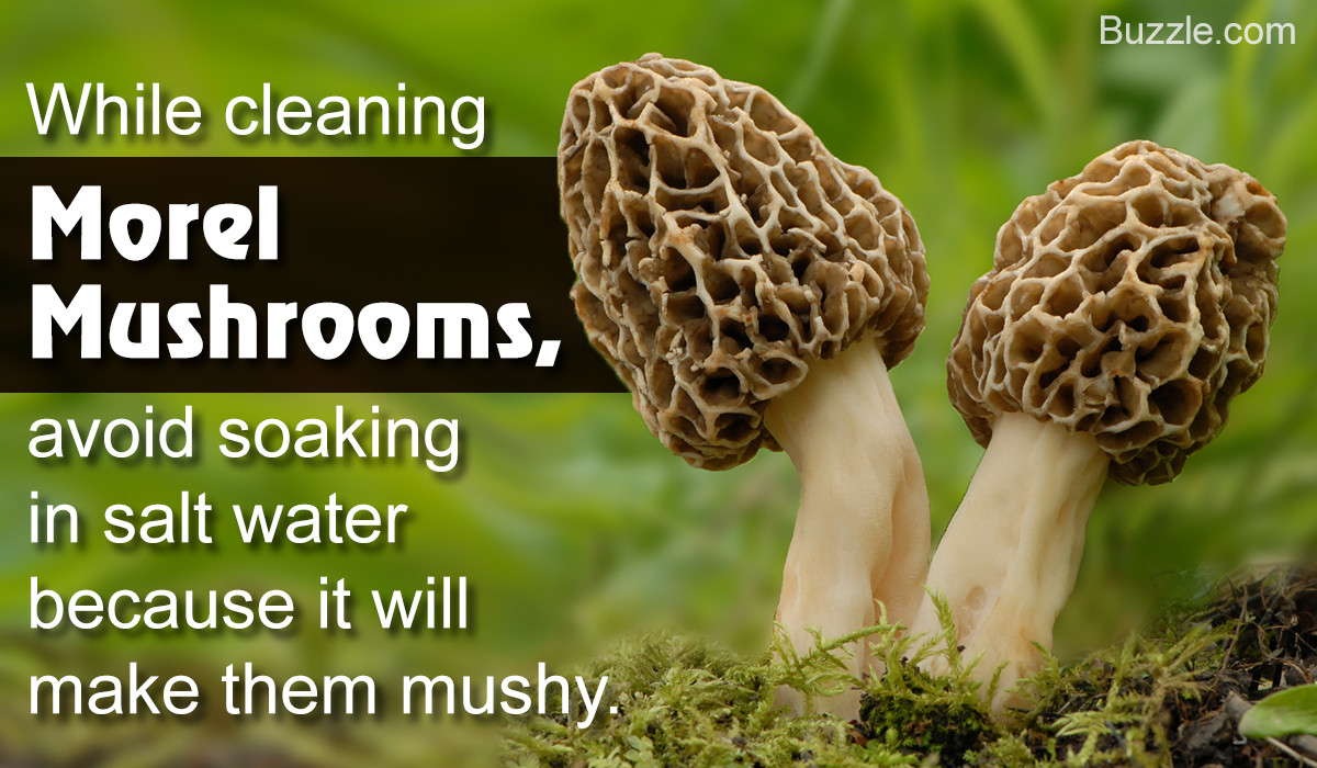 How To Store Morel Mushrooms
 Highly Useful Tips for Storing Morel Mushrooms for Later Use