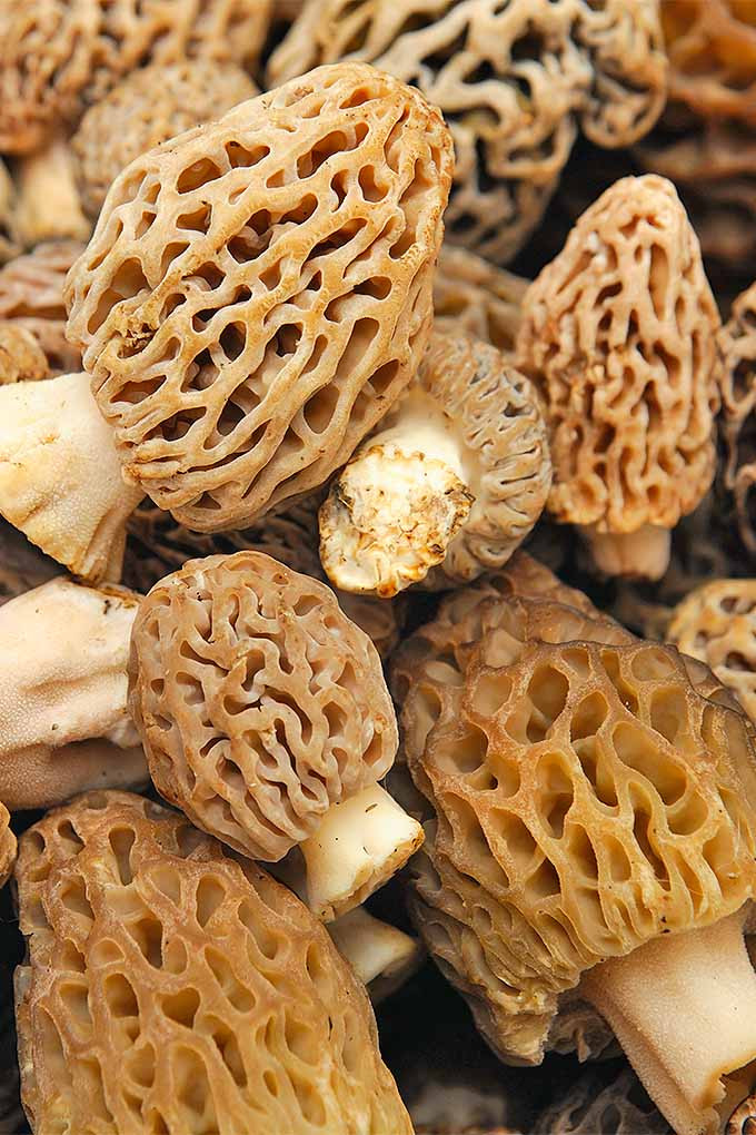 How To Store Morel Mushrooms
 How to Select and Store Mushrooms for Long Lasting