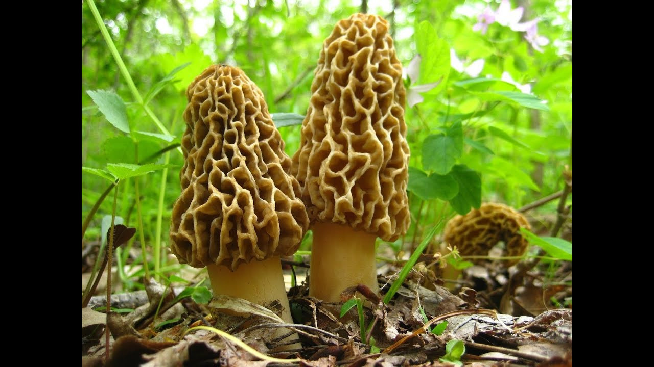 How To Store Morel Mushrooms
 The Mikeology Store on the Hunt for Yellow Morels
