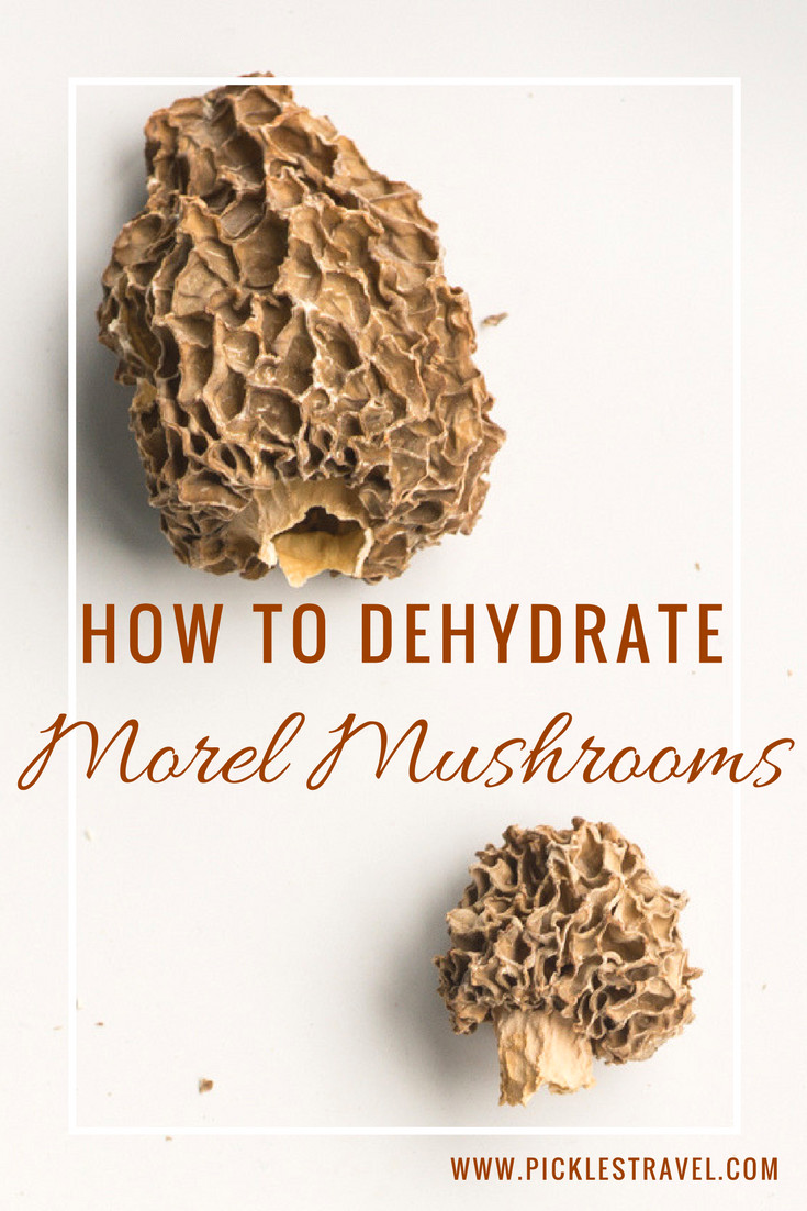 How To Store Morel Mushrooms
 How to make Dehydrated Morel Mushrooms