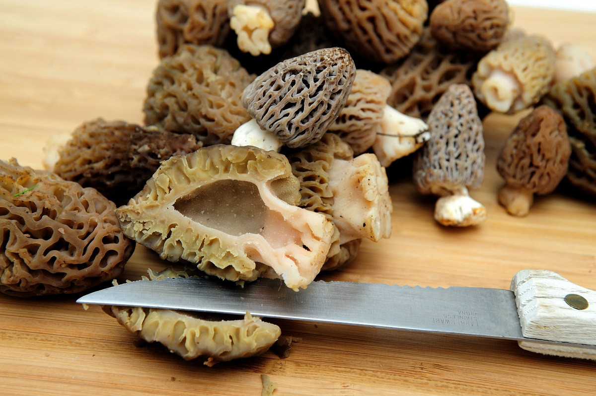 How To Store Morel Mushrooms
 Morels Find Cook Eat