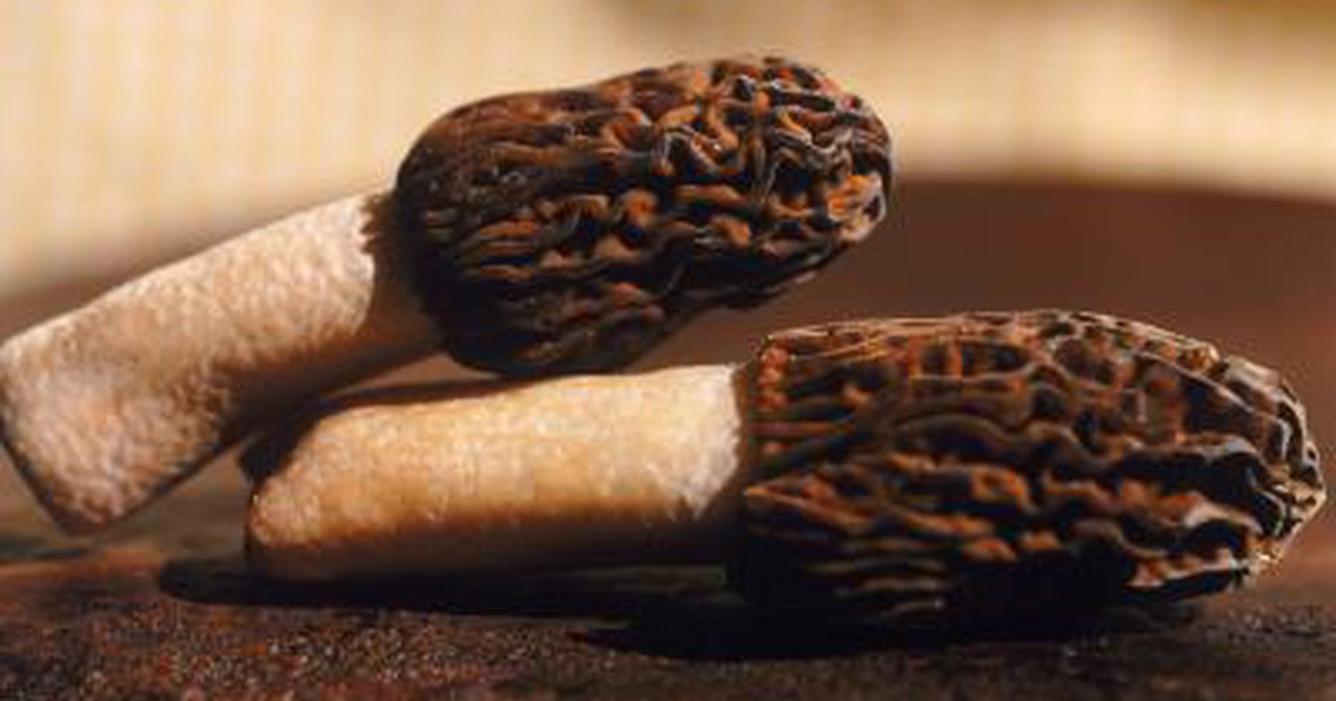 How To Store Morel Mushrooms
 Nutritional Value of Morel Mushrooms