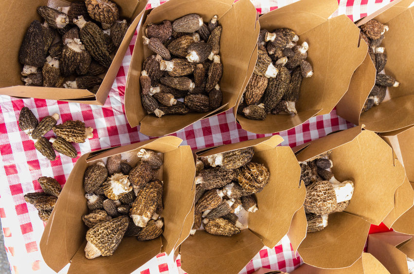 How To Store Morel Mushrooms
 How to Store Fresh Morel Mushrooms