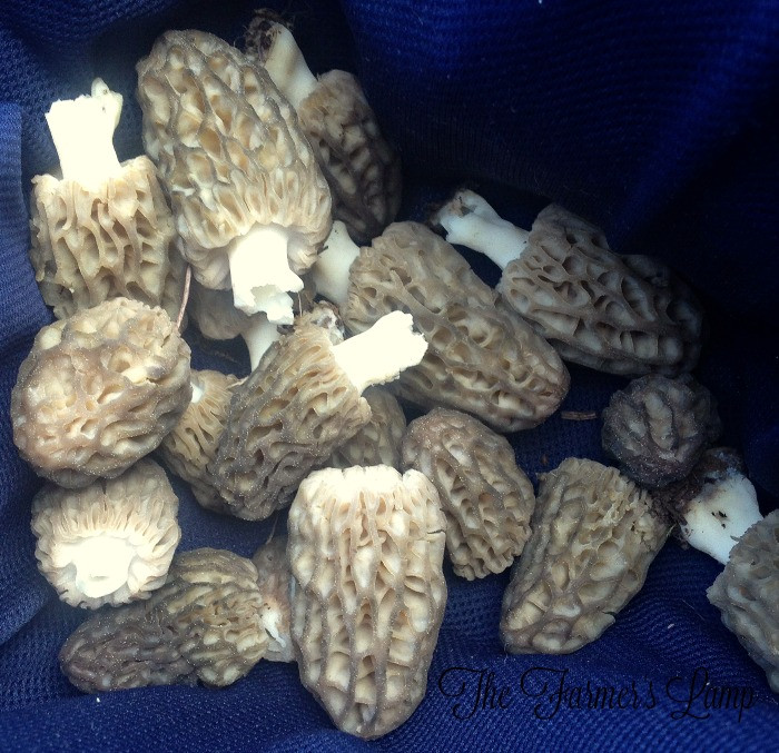 How To Store Morel Mushrooms
 Morel Mushroom Hunting The Harvest of Health