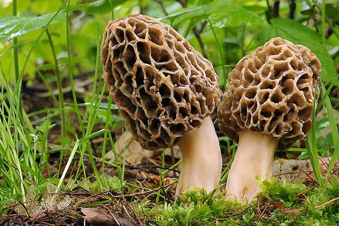 How To Store Morel Mushrooms
 How to Select and Store Mushrooms for Long Lasting