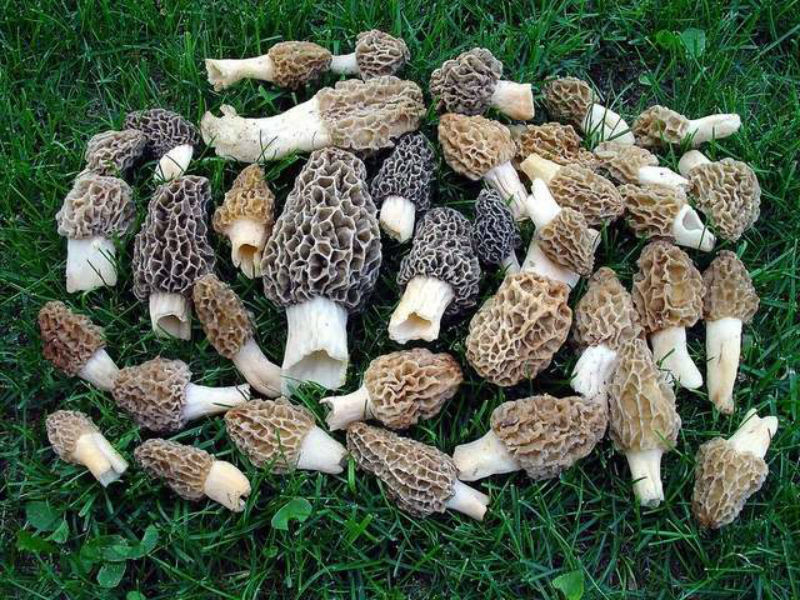 How To Store Morel Mushrooms
 How to find more morel mushrooms