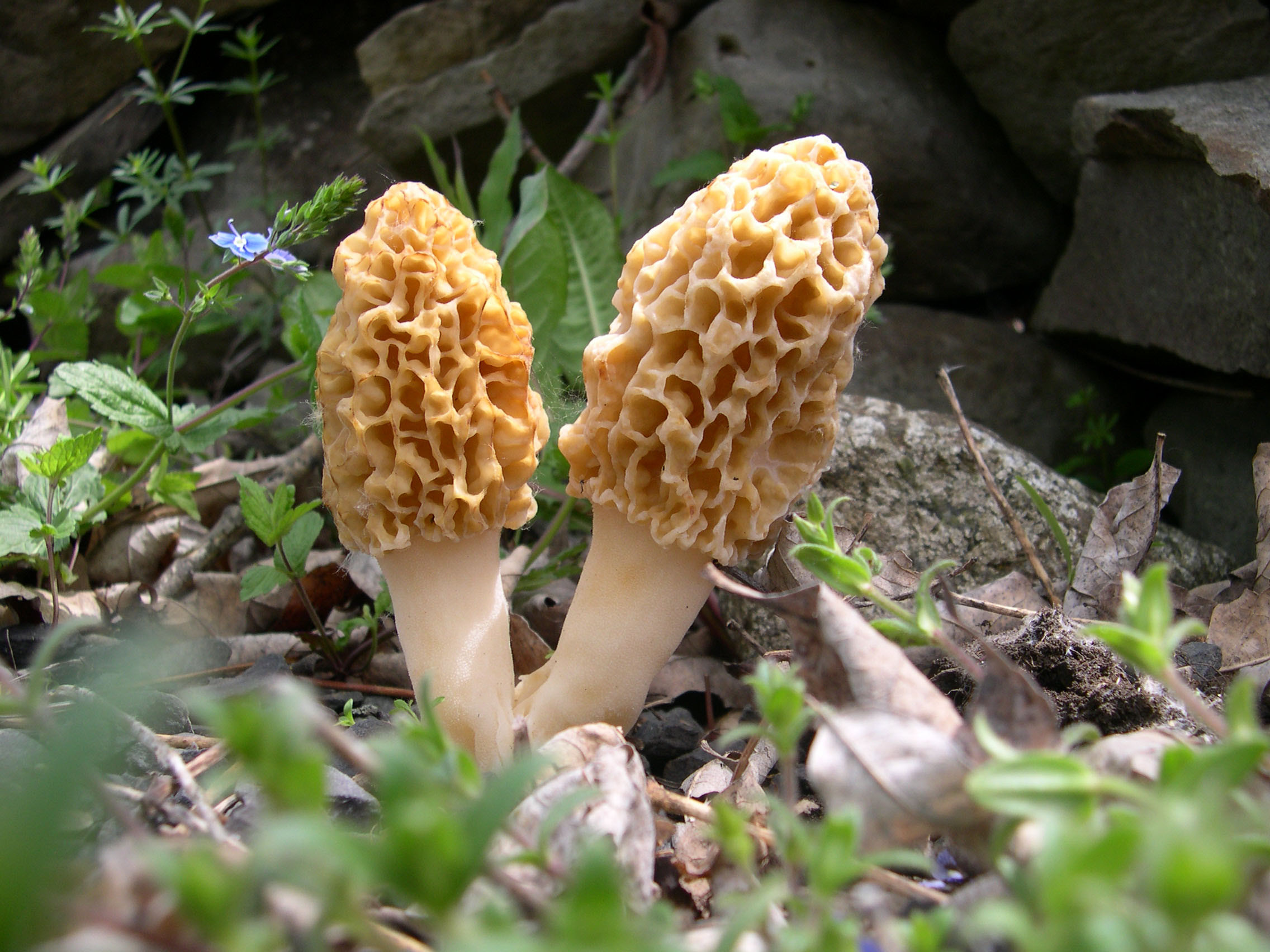 How To Store Morel Mushrooms
 Video How to Grow Morel Mushrooms in Your Backyard