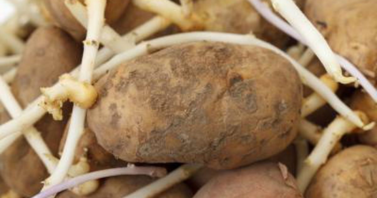 How To Tell If A Potato Is Bad
 If a Potato Has Roots Should You Eat It