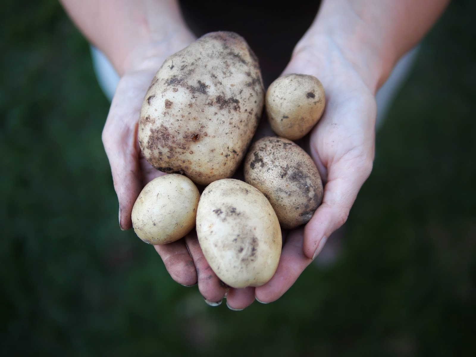 How To Tell If A Potato Is Bad
 Less Noise More Green Potato Bags the good the bad and