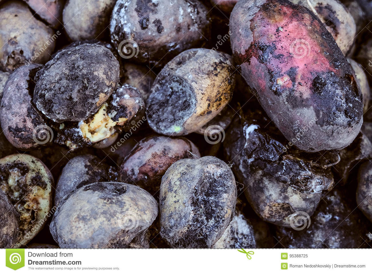 How To Tell If A Potato Is Bad
 Spoiled Rotten Potato Crop Failure Bad Harvest Concept