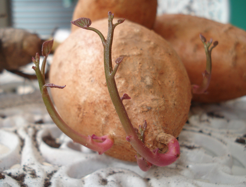 How To Tell If A Potato Is Bad
 Growing sweet potatoes