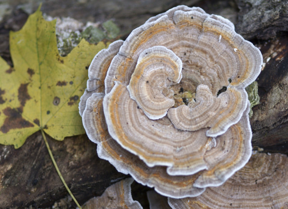 Morel Mushrooms Ohio
 Fall Edible Mushrooms