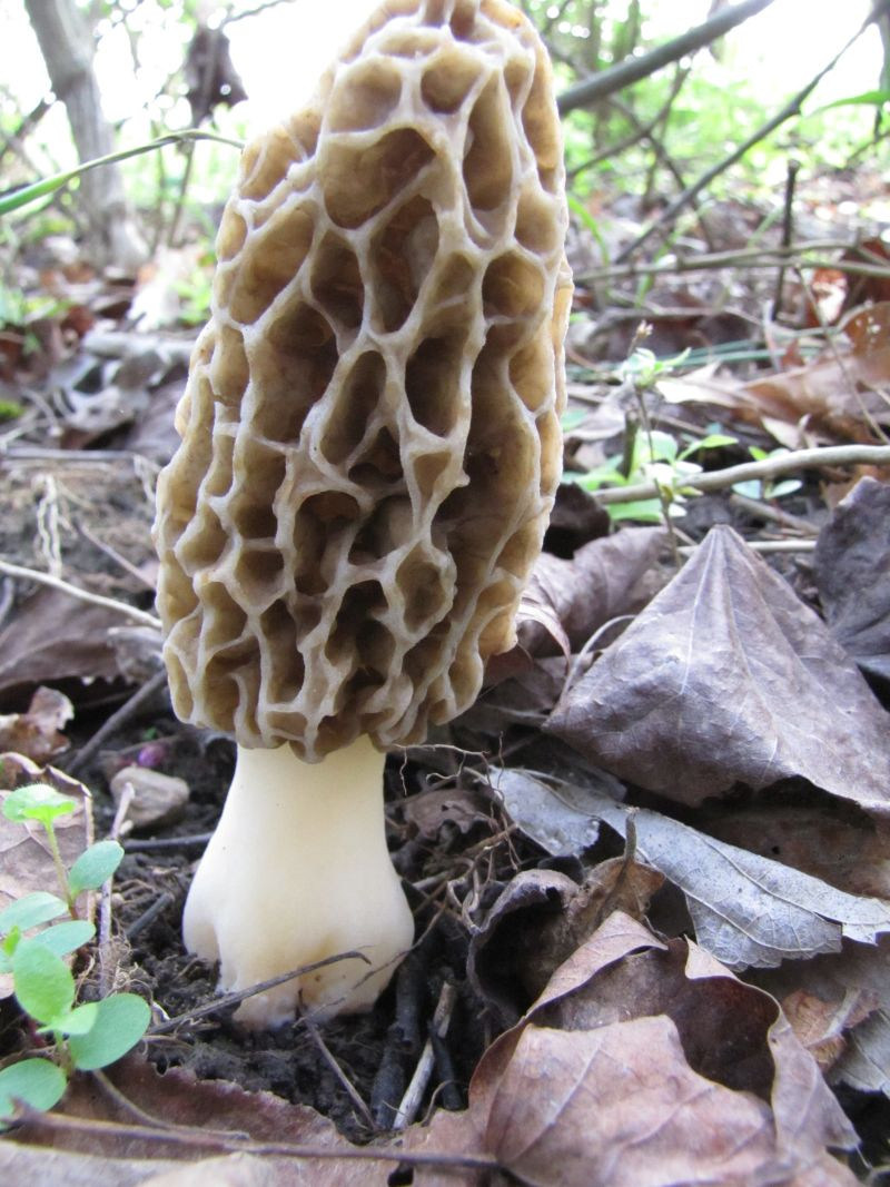 Morel Mushrooms Ohio
 Pinehaven Farmersville Ohio Morel Season in Full Swing