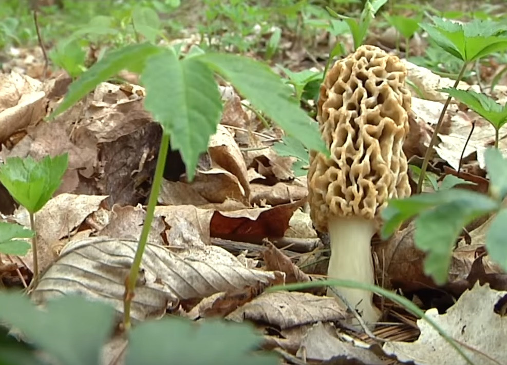 Morel Mushrooms Ohio
 Video Where and How to Find Morel Mushrooms in 2018