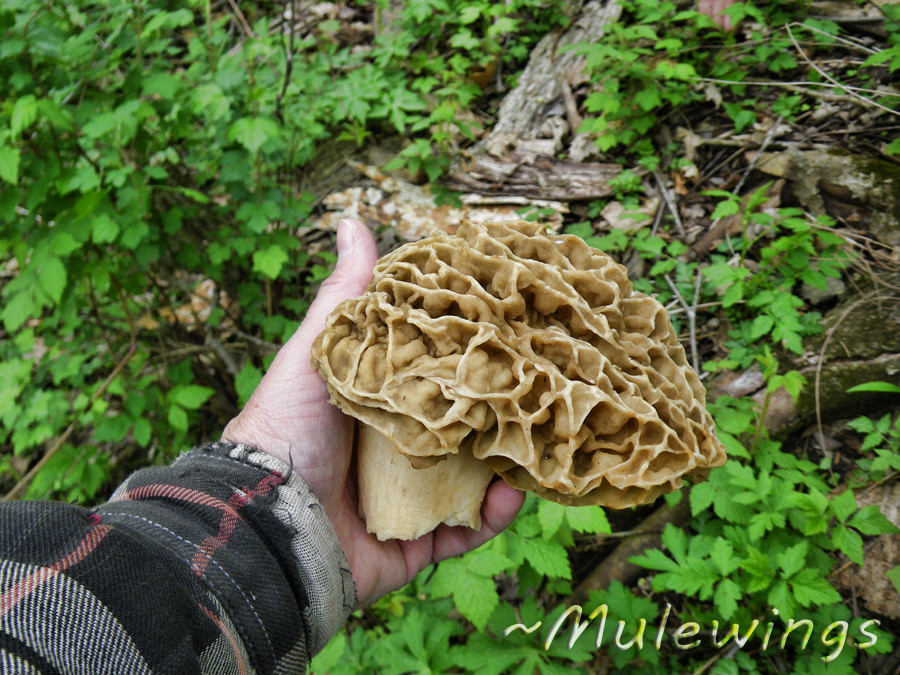 Morel Mushrooms Ohio
 Where to Find Morel Mushroom Bing images
