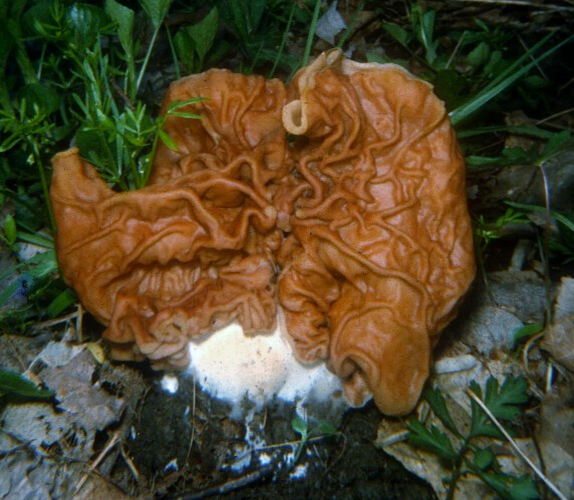 Morel Mushrooms Ohio
 False Morels