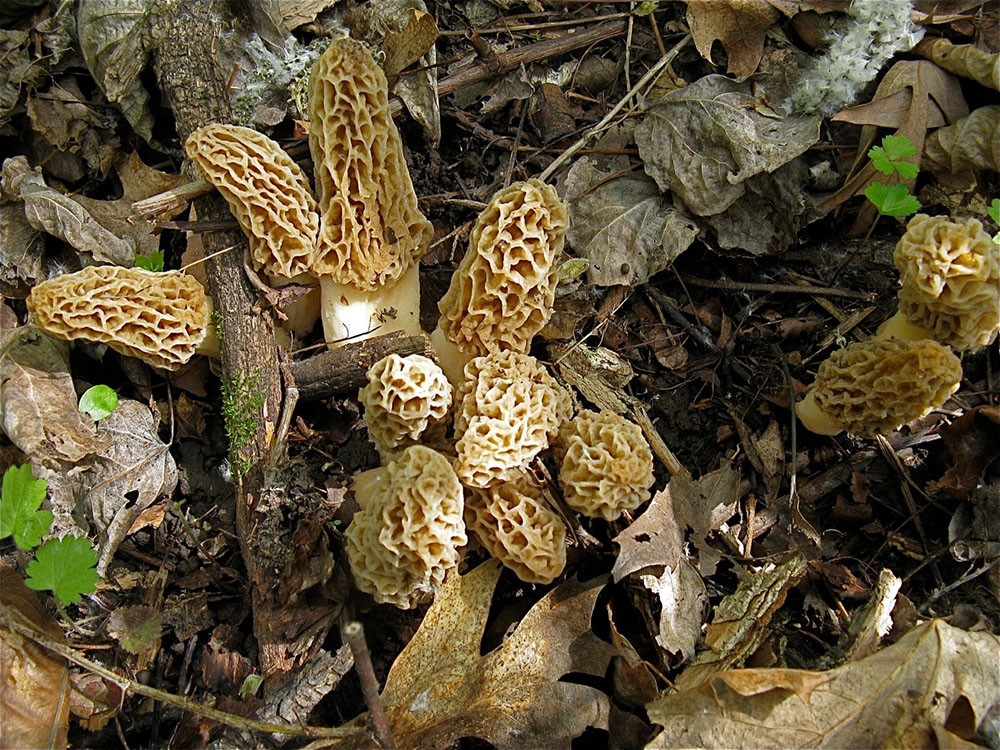 Morel Mushrooms Ohio
 Harvesting Wild Morel Mushrooms Outdoornews
