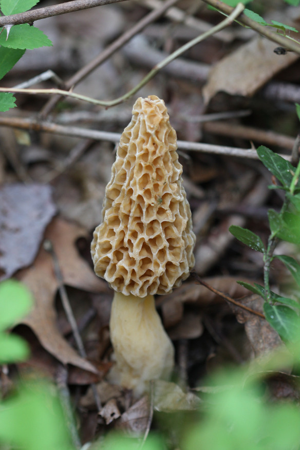 Morel Mushrooms Ohio
 May Mushrooms of the Month