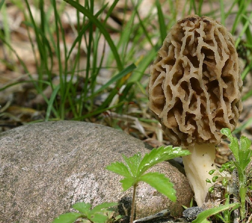 Morel Mushrooms Ohio
 Thegreatmorel The Great Morel – Morel Mushroom Hunting