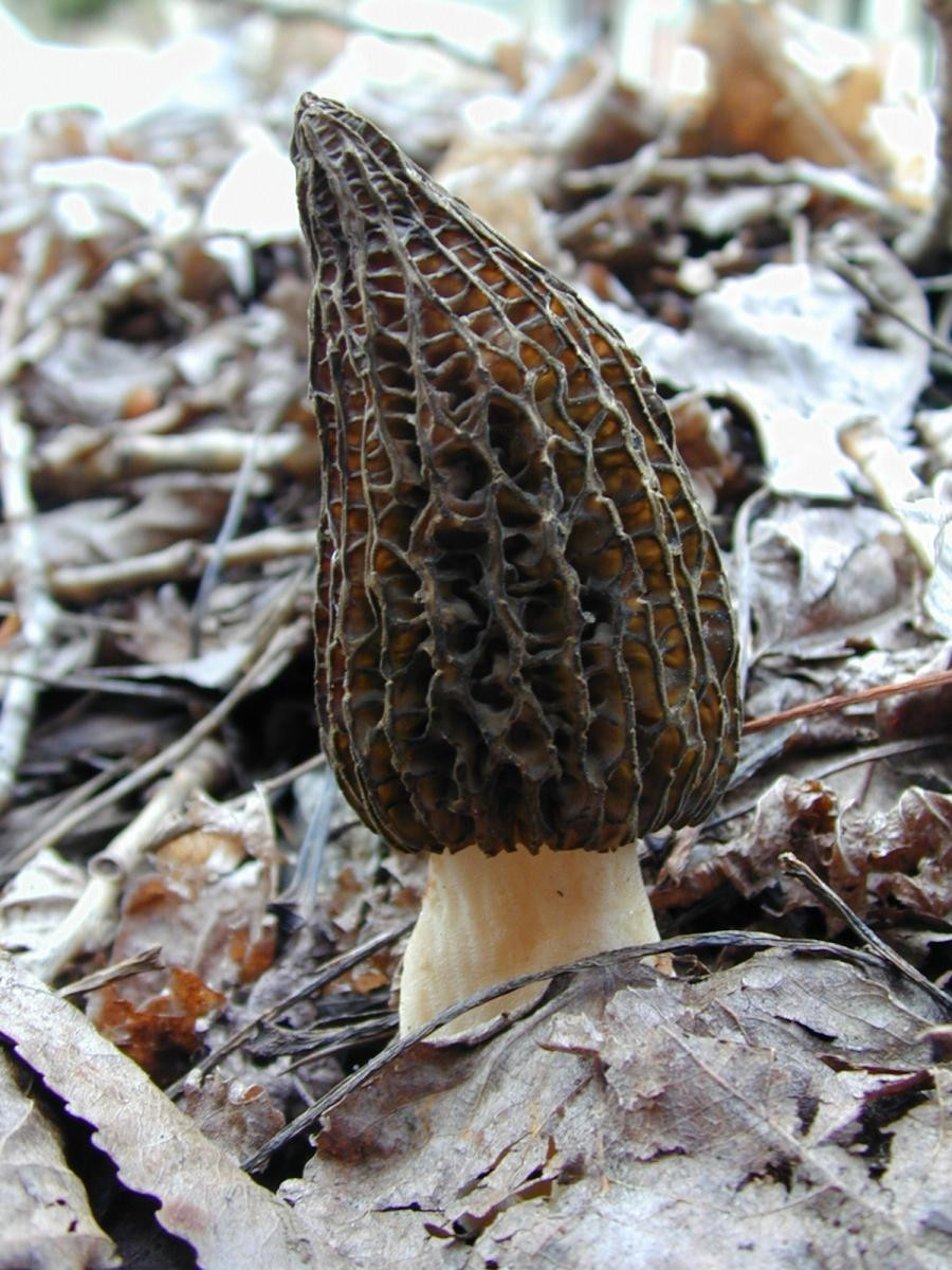 Morel Mushrooms Ohio
 Morel wild mushrooms photos