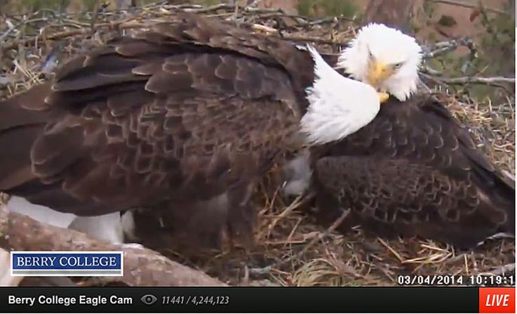 Sauces Eagle Cam
 25 best ideas about Live bald eagle cam on Pinterest