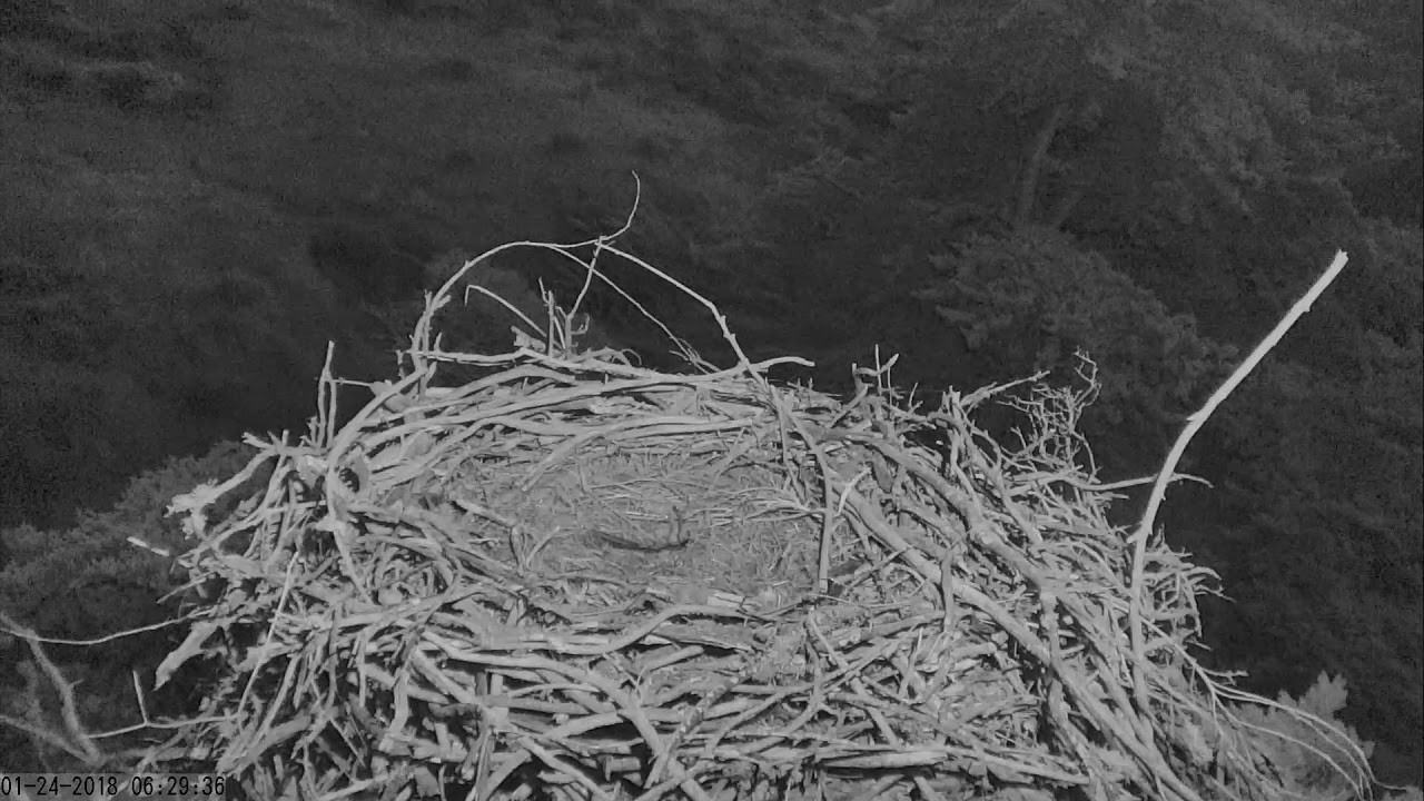 Sauces Eagle Cam
 Sauces Bald Eagles Channel Islands Cam 01 24 2018 06 21