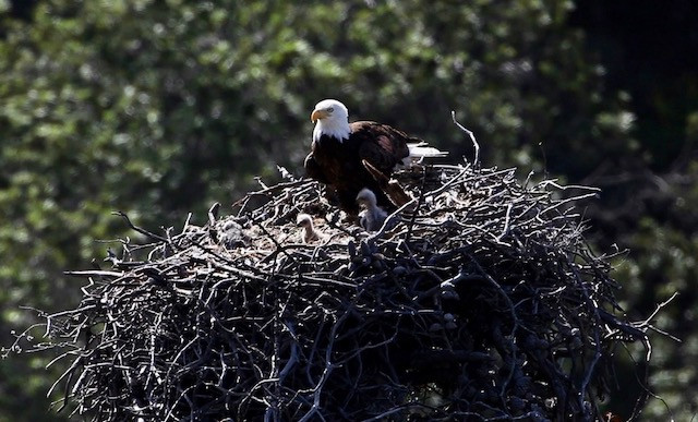 Sauces Eagle Cam
 Bald eagles are nesting now and you can watch them raise