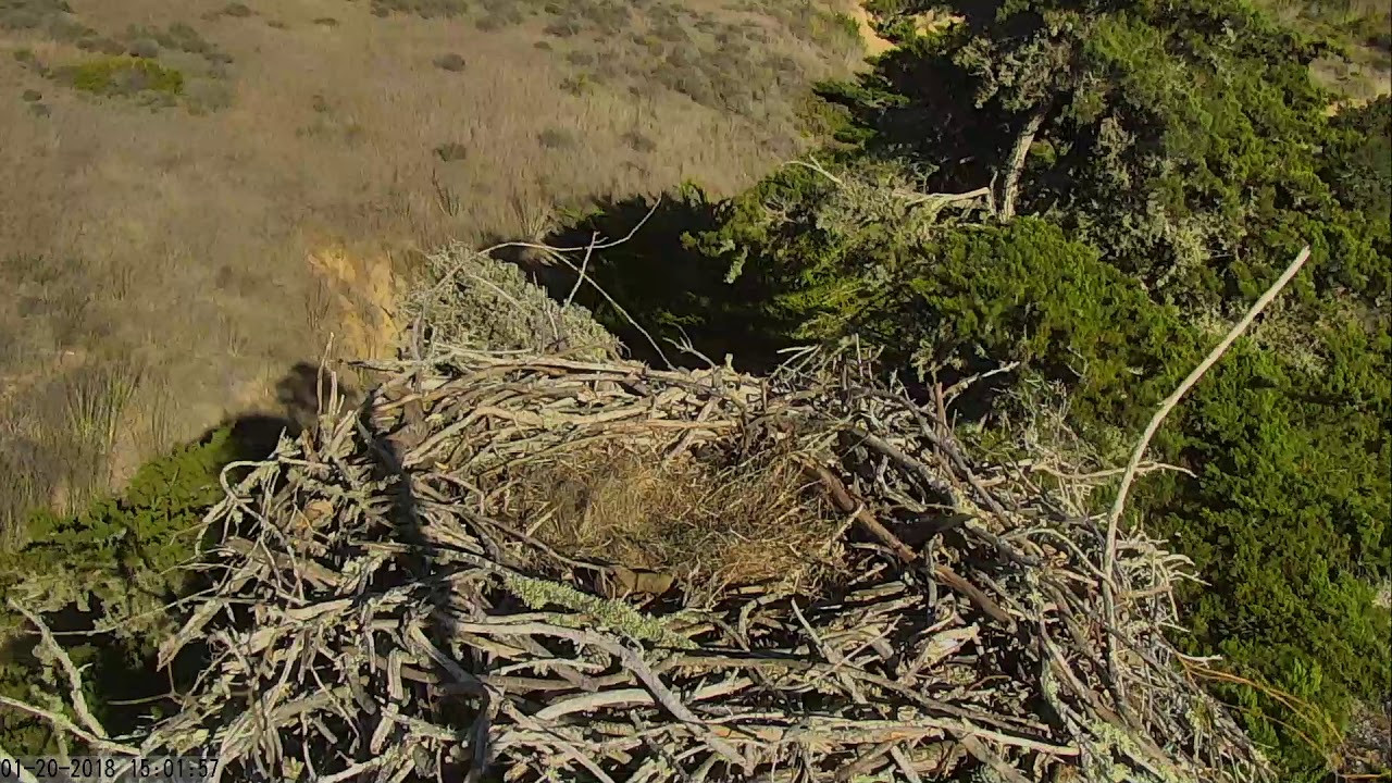 Sauces Eagle Cam
 Sauces Bald Eagles Channel Islands Cam 01 20 2018 14 52