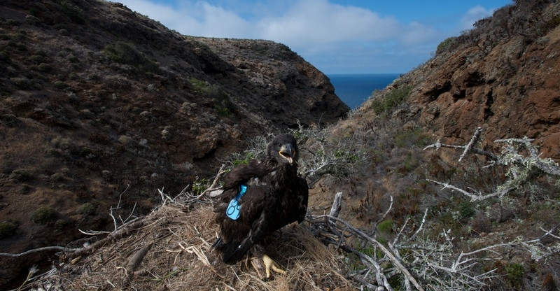 Sauces Eagle Cam
 Bald Eagle