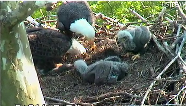 Sauces Eagle Cam
 BirdCam on Cheltenham Bald Eagle Chicks