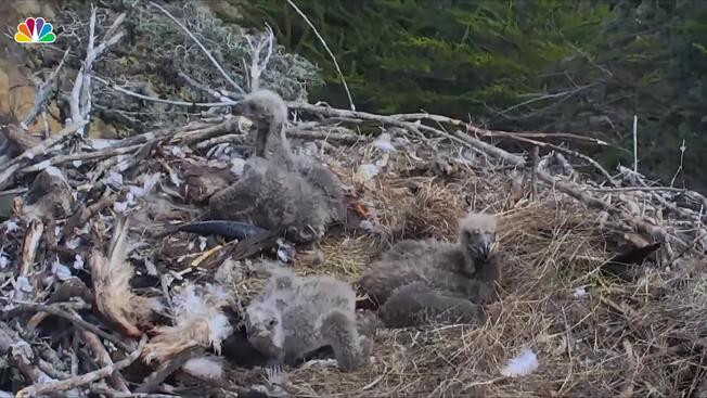 Sauces Eagle Cam
 Caught on Camera f Shore Quake Startles Eagle Chicks