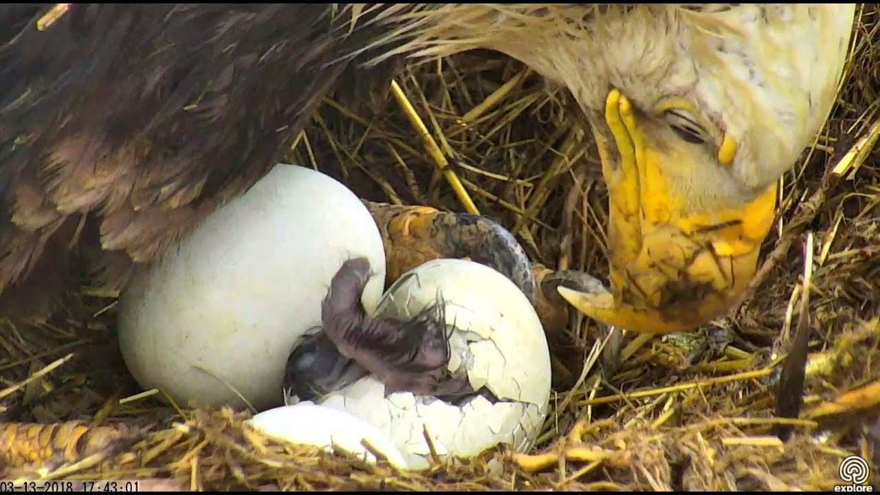 Sauces Eagle Cam
 First hatch at Sauces Eagles nest 13 March 2018