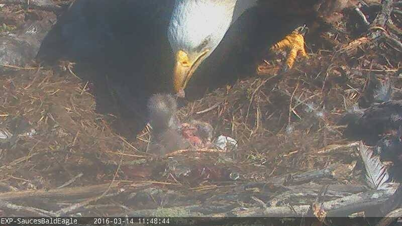 Sauces Eagle Cam
 Second Chick Born Bald Eagle Live Cam