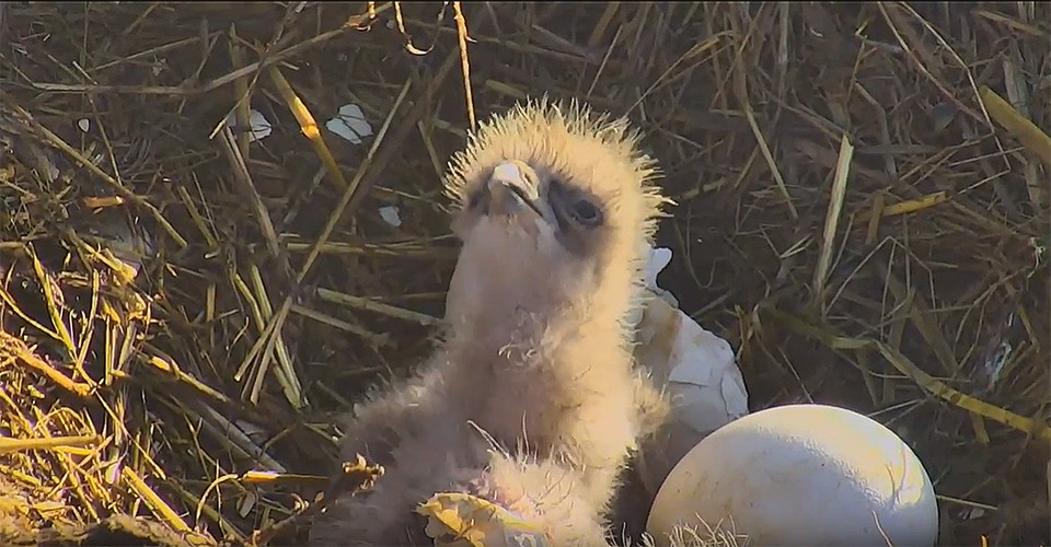 Sauces Eagle Cam
 Bald Eagle Breeding in Full Swing on the Channel Islands