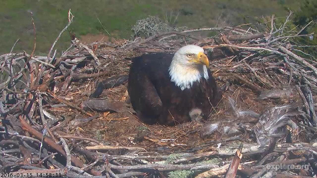 Sauces Eagle Cam
 Live Webcam Shows Bald Eagle Chicks In SoCal National Park