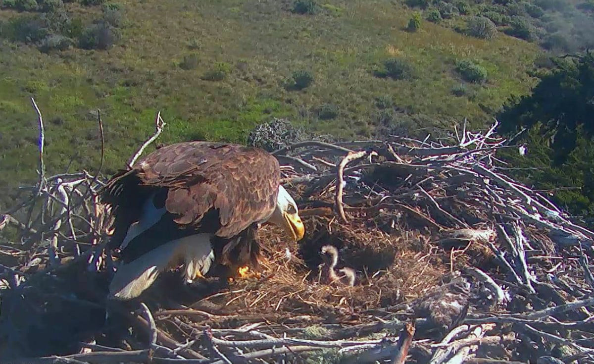 Sauces Eagle Cam
 The week in wildlife – in pictures Environment