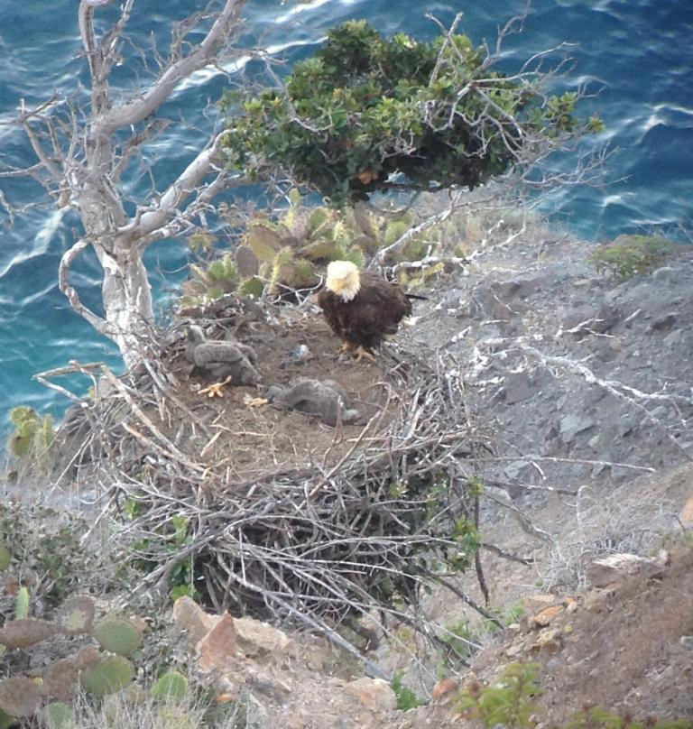 Sauces Eagle Cam
 Bald Eagle