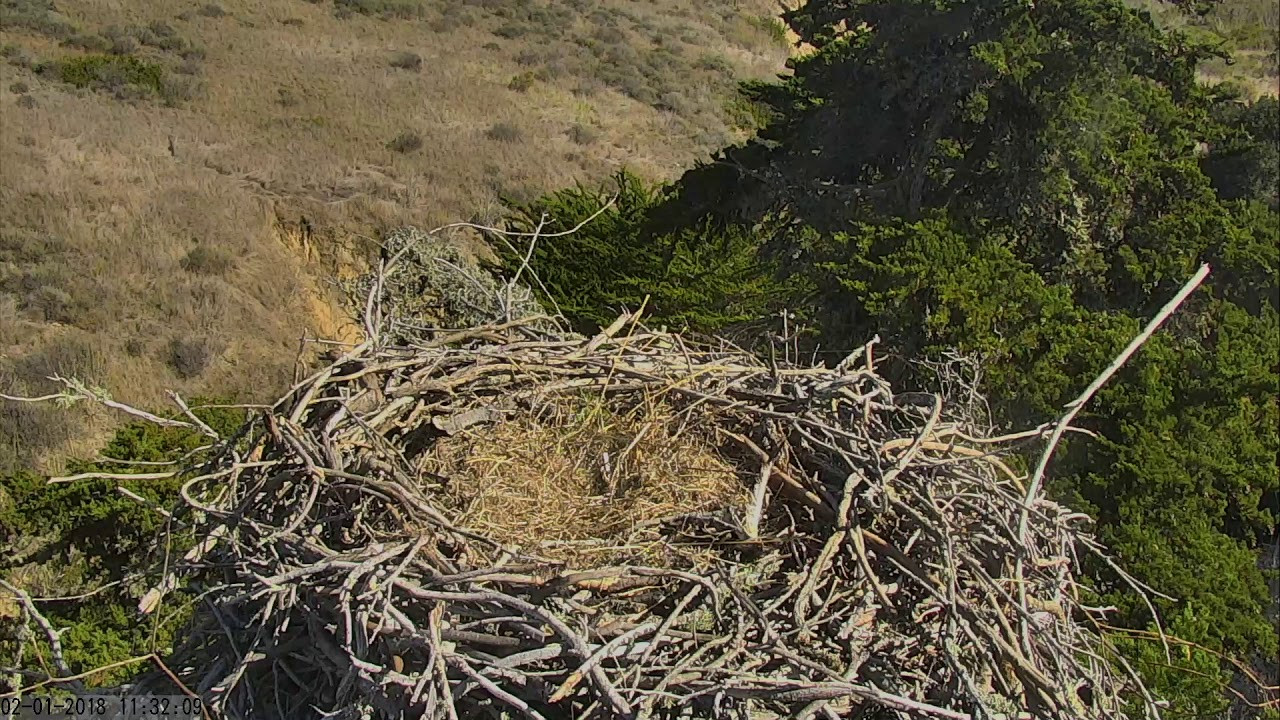 Sauces Eagle Cam
 Sauces Bald Eagles Channel Islands Cam 02 01 2018 11 24