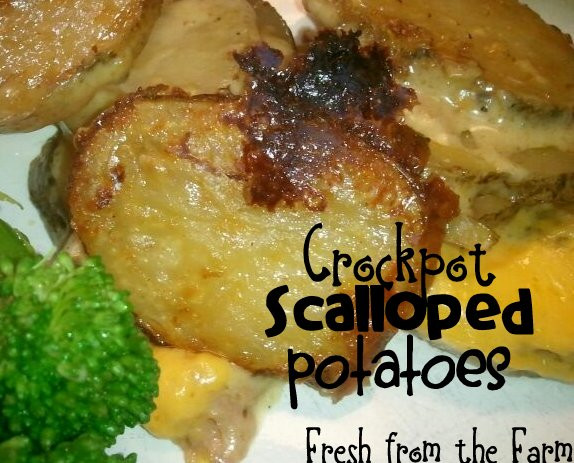 Scalloped Potatoes In Crock Pot
 Fresh from the Farm Crockpot Scalloped Potatoes